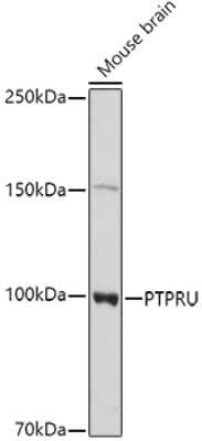 Western Blot: PTP pi/PTPRU AntibodyAzide and BSA Free [NBP2-94681]